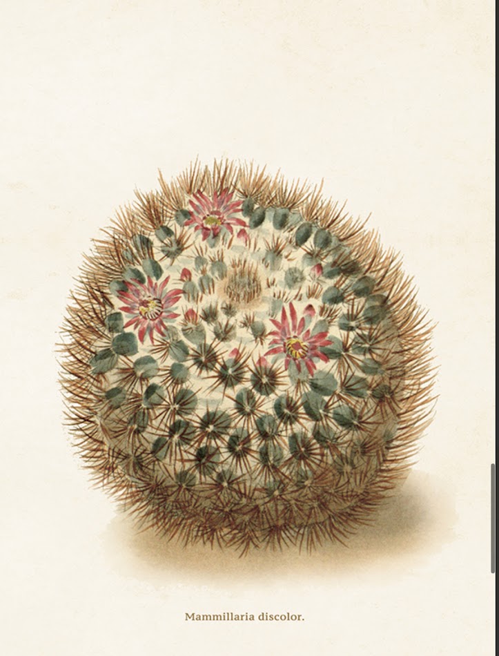 Mammillaria discolor 18x24cm