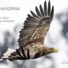 HAVØRNA I LOFOTEN OG VESTERÅLEN