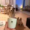 sögne krus hvit dog mom