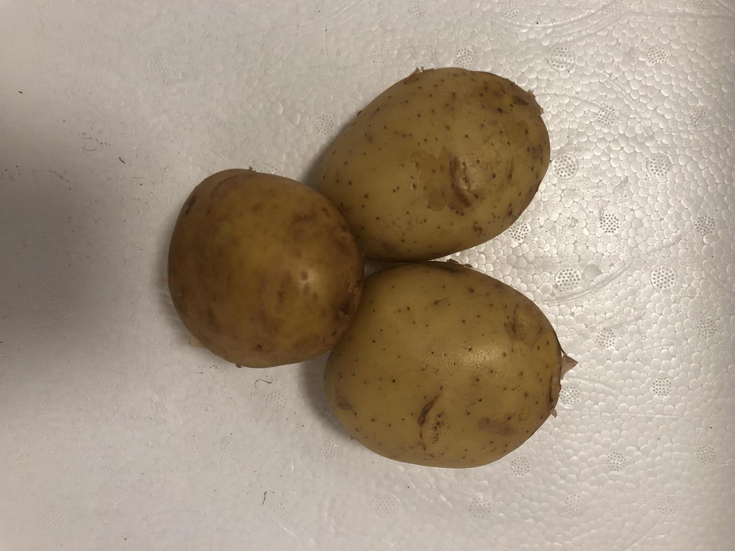 'POTET PR KG å
