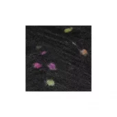 gallery-2187-for-219-519