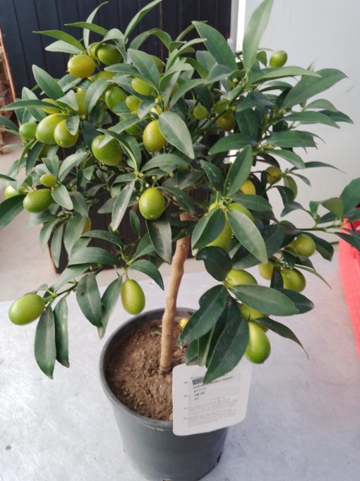 Citrus calamondino