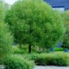 Salix Euxina Trygve