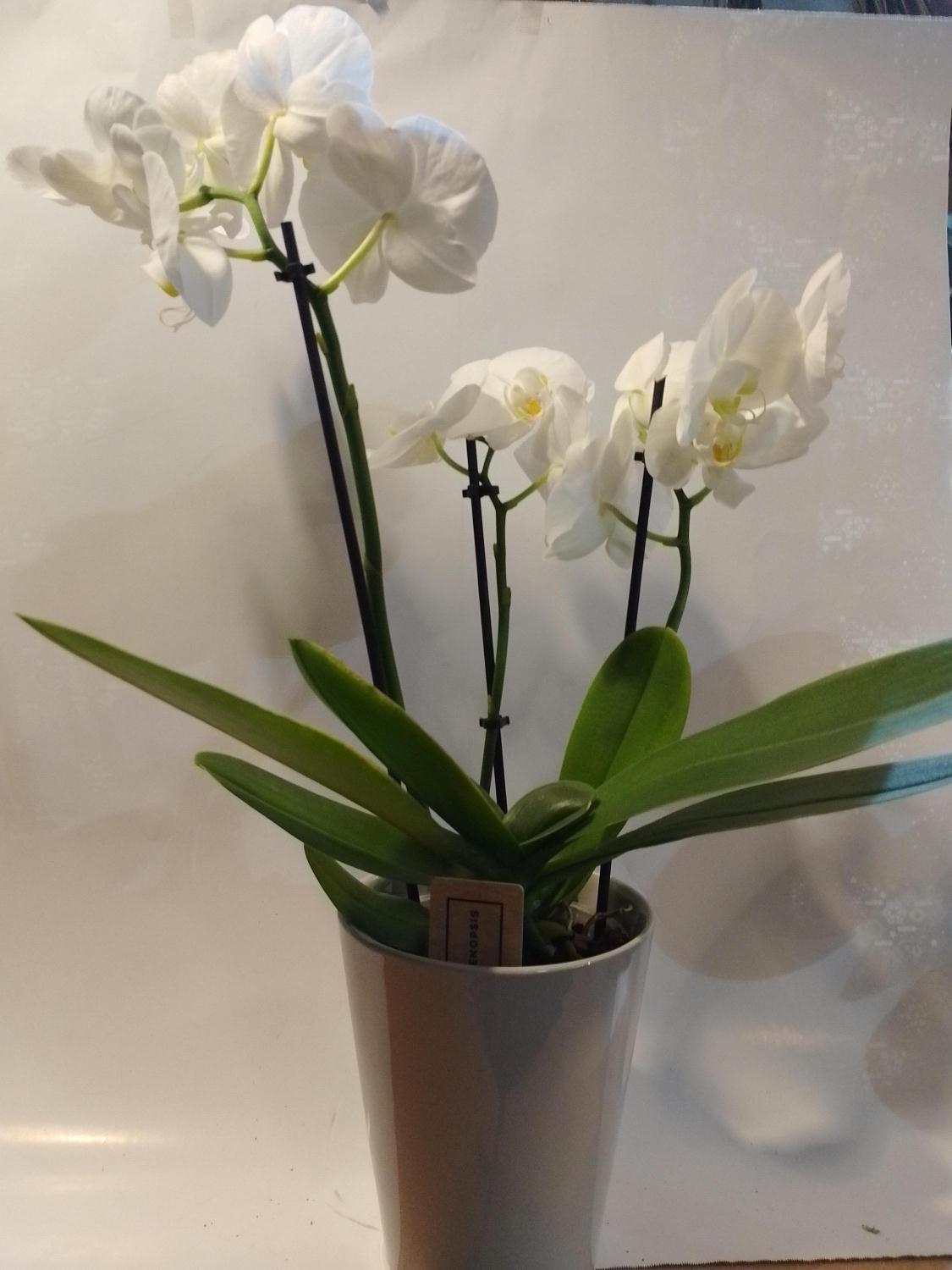Orkidee i varepotte