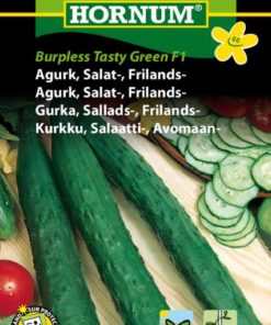 Agurk, Salat-, Frilands-