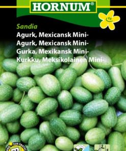 Agurk, Mexicansk Mini-