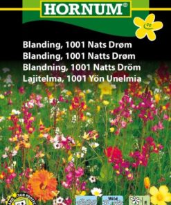 Blanding, 1001 Natts Drøm