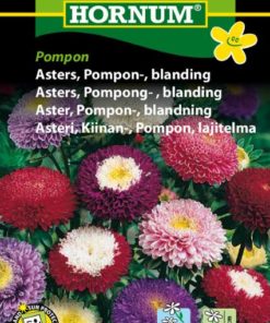 Asters, Pompong- , blanding