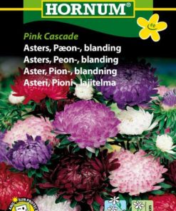 Asters, Peon-, blanding