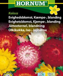 Evighetsblomst, Kjempe-, blanding