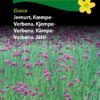 Verbena, Kjempe-