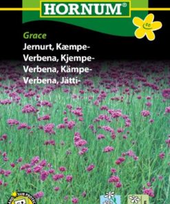 Verbena, Kjempe-