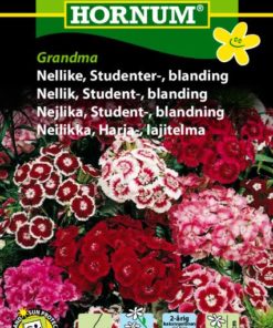 Nellik, Student-, blanding