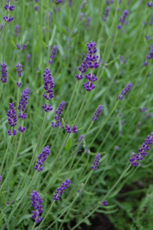 lavendel