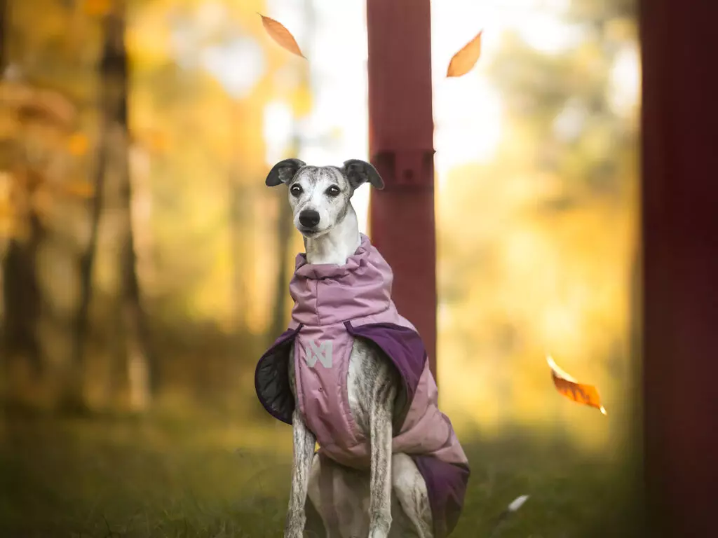 gallery-46-for-110776