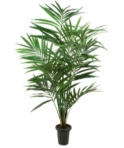 MR PLANT palme Kentia 180cm