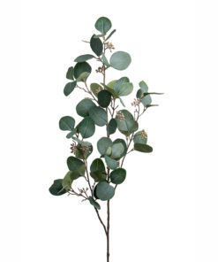 MR PLANT kvist Eucalyptus m/bær