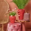 Tlipan rosa