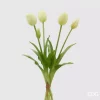 Tulipan hvit