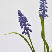 Muscari
