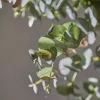 Eukalyptus
