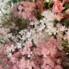 Gypsophila