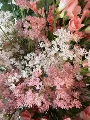 Gypsophila