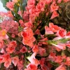 Freesia gren