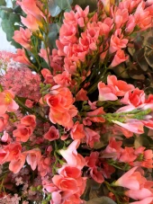 Freesia gren