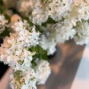 Viburnum
