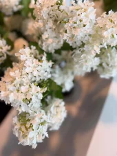 Viburnum