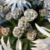 Scabiosa gren
