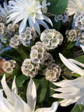Scabiosa gren