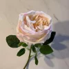 Rosa elide