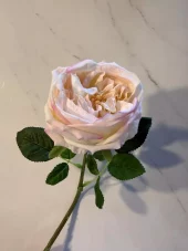 Rosa elide