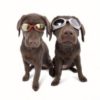 Solbriller Doggles ILS XS