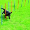 Agility slalom 12pinner