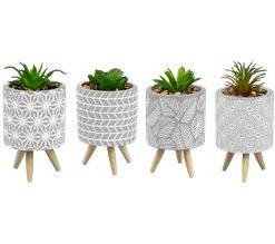 Plant In A Cement Pot 14cm Div.Typer