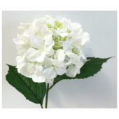 Hortensia Hvit 65cm 16253