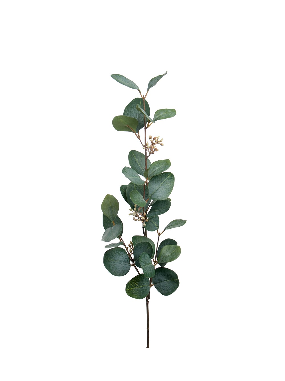 Eucalyptus med bær 1922-90