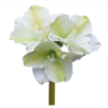 Amaryllis Creme/Green 62cm 183272