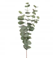 Eucalyptus 9953-95