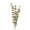 Eucalyptus 9953-96