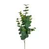 Eucalyptus 3663-90