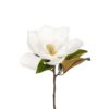 Magnolia 1608-10