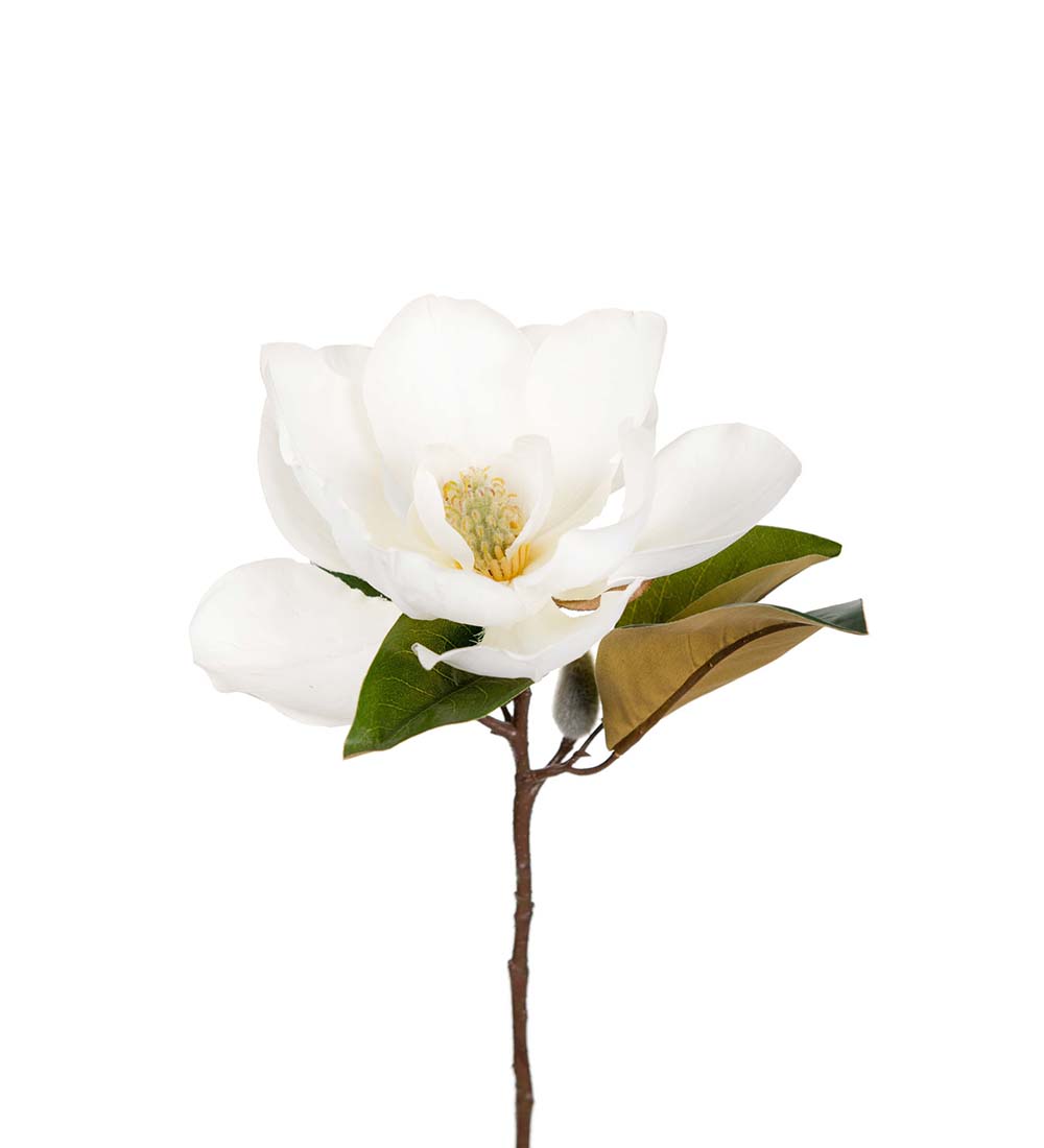 Magnolia 1608-10