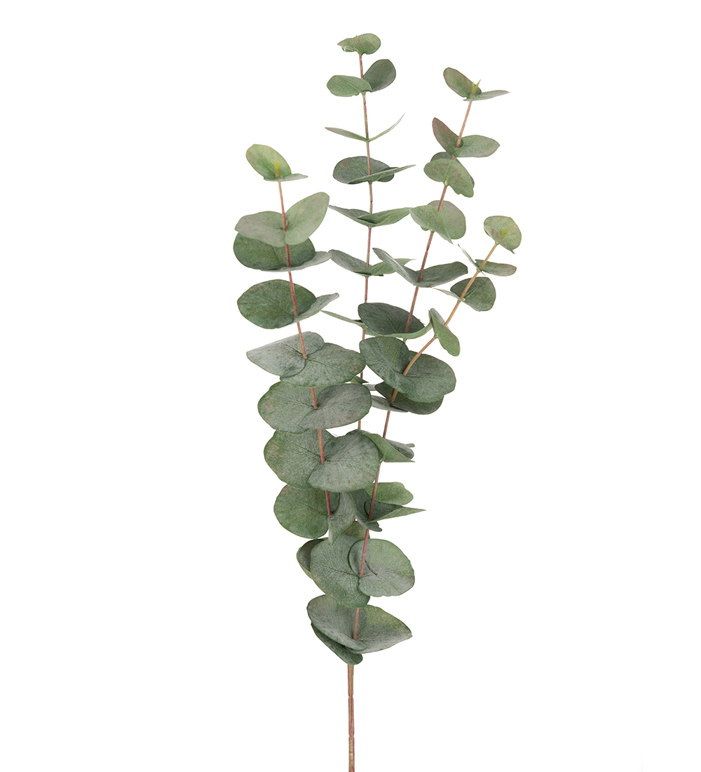Eucalyptus 9953-95