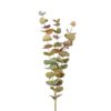Eucalyptus 9953-96