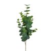 Eucalyptus 3663-90