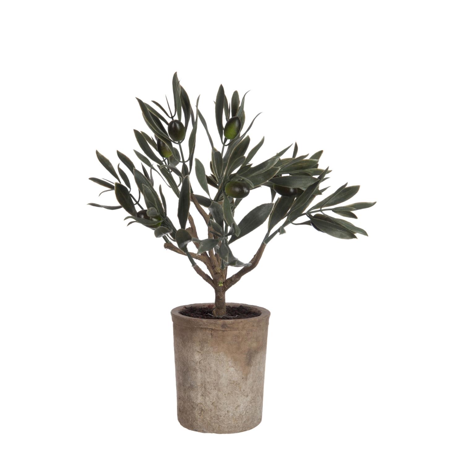 Olive Tree Mini In Pot 17x13xh33cm 60055